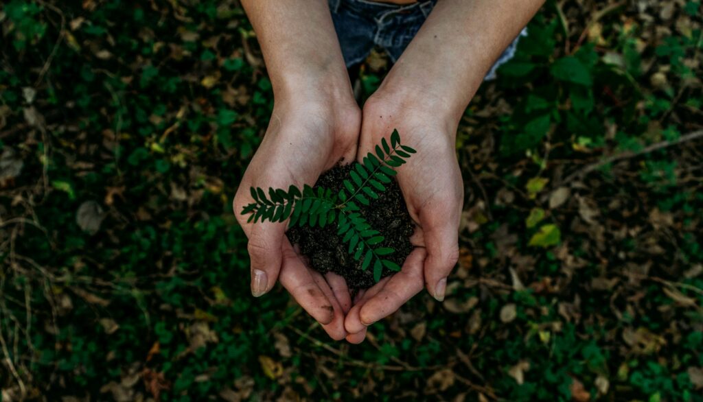 Hand in woodland holding a small plant